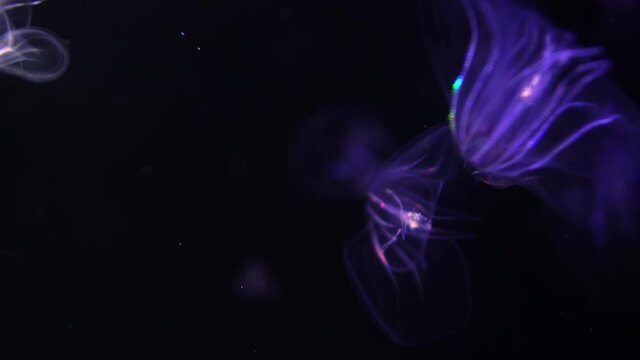 Jellyfish Warty Comb Jelly Mnemiopsis Leidyi Purple 02 