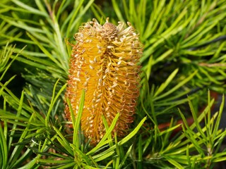 Banksia Birthday Candle