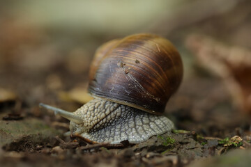 Roman snail in the garden