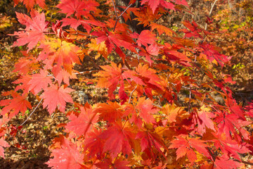 Naklejka na ściany i meble Red maple leaves
