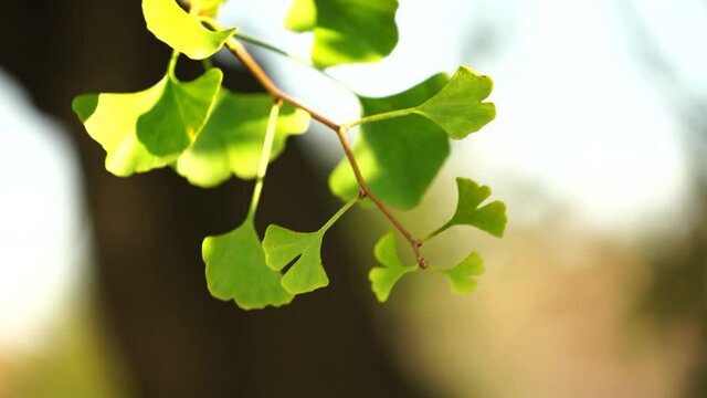 Ginko leaves and branches on a blurry natural background