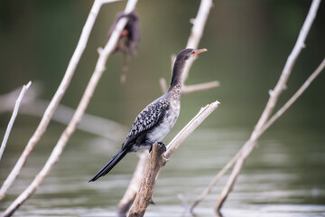 bird on a tree branch