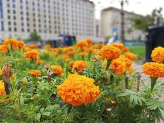 orange flowers in the garden