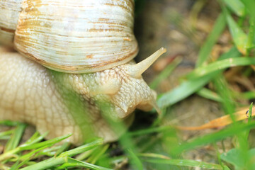 Roman snail in the garden