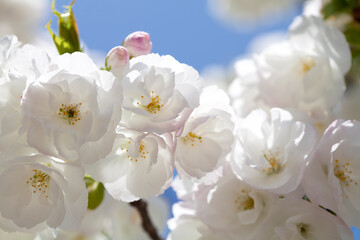 満開の桜