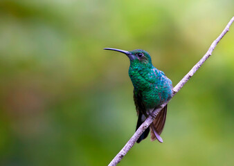 White-vented Plumeleteer, Chalybura buffonii