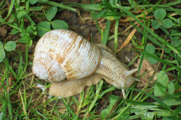 Roman snail in the garden