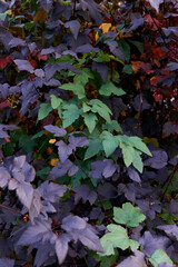 Physocarpus opulifolius diabolo or ninebark multicolored foliage in the autumn days. Selective focus.