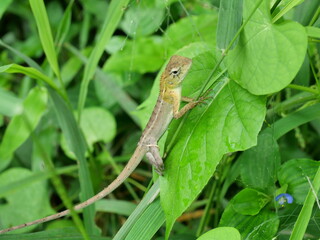 Closeup Oriental garden or Eastern garden or Changeable lizard, Molting chameleon with natural green leaves in the background, Thailand