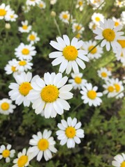 daisies in a garden