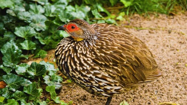A yellow necked Francolin standing on the ground and looking around