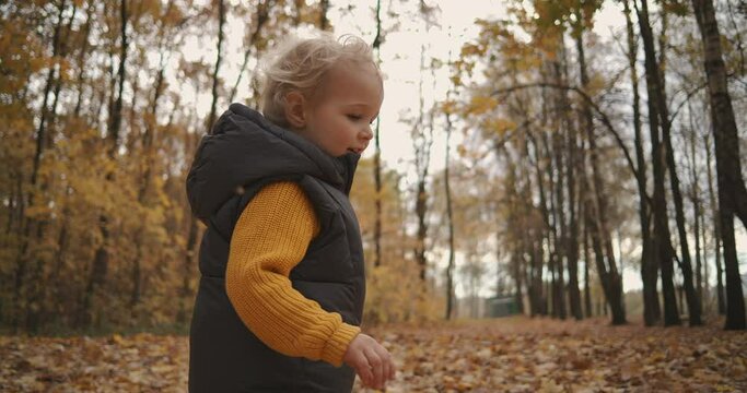 charming toddler is walking in autumn forest, running over dry foliage and having fun, picturesque nature