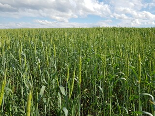 Green ears of wheat in the field