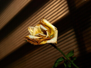 dry yellow rose flower with a horizontal groound of brown stripes