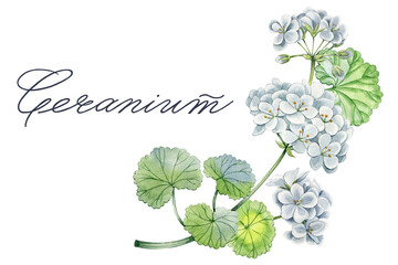 Watercolor  Geranium flowers. Hand drawn white geranium branch can  be used as print, poster, invitation, label, sticker, book or magazine illustration, textile, packaging design andso on.