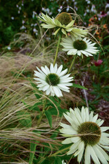 Echinacea blooming in white on a sunny summer day.