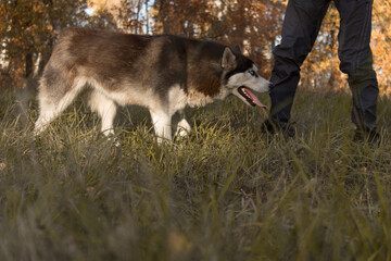 Close-up Portrait of husky dog running at camera diretion on autumn field looking at camera.