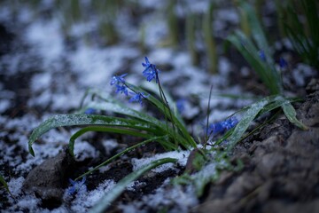 Flowers in the snow