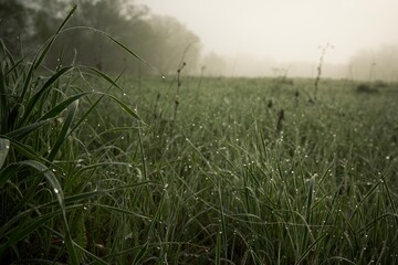 Obraz na płótnie Canvas Grass and cobwebs in the morning dew