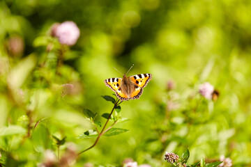 nature and insects concept - small tortoiseshell butterfly in summer garden
