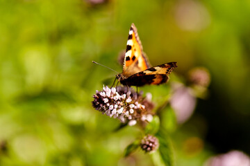 nature and insects concept - small tortoiseshell butterfly in summer garden