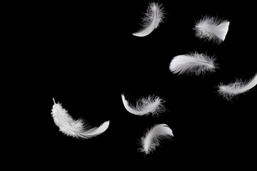 Soft light fluffy a feathers falling down in the dark. Feather abstract freedom concept background.  Black background.