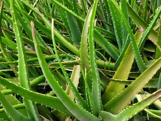 Fototapeta premium lidah buaya adalah tanaman yang banyak manfaatnya antara lain untuk kesehatan , perawatan , kecantikan dan lain lain