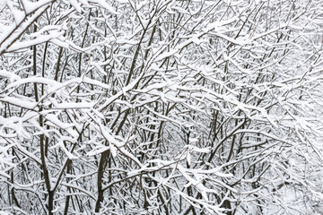 First snow, tree branches after a snowfall. Snow-covered trees, branches in hoarfrost