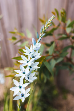 close-up of Ixia African corn lillies plant with blue flowers outdoor