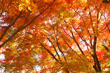 紅葉するモミジ