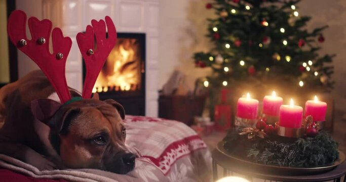 Staffordshire bullterrier laying on couch wearing reindeer stags in front of fireplace and christmas decoration shot in 4k