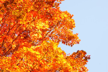 紅葉するモミジ