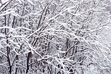 First snow, tree branches after a snowfall. Snow-covered trees, branches in hoarfrost