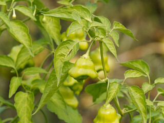 Piment Cambuci ou Toque d’évêques à fruits pendulaires de forme trilobée à peau verte immature (Capsicum baccatum)