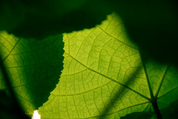 close up of green leaf