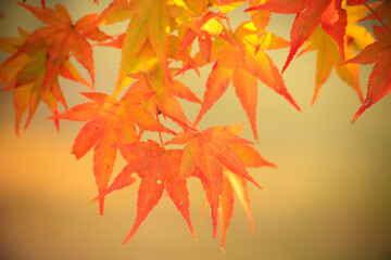 紅葉するモミジ