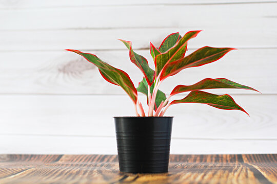 Air purifying plants in black pots And white wooden background wall. Thailand Siam Aurora. Red Aglaonema Growing Chinese Greenery.