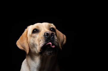 Portrait of a Labrador Retriever dog on an isolated black background.