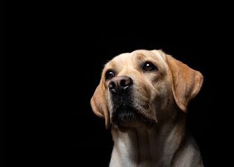 Portrait of a Labrador Retriever dog on an isolated black background.