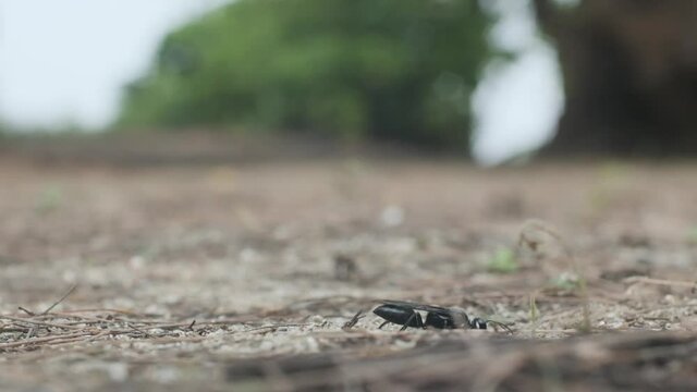 Great black wasp digging in the sand and flying away slow motion Sphex pensylvanicus