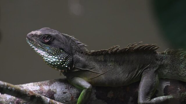 Thai Water Dragon, Physignathus cocincinus; seen closer perching on a branch above a stream in Khao Yai National Park with a mosquito on its chin while it moves only its eye.