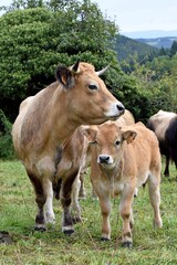 portrait of aubrac cow and veal