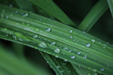 Fresh green grass with water droplet in sunshine