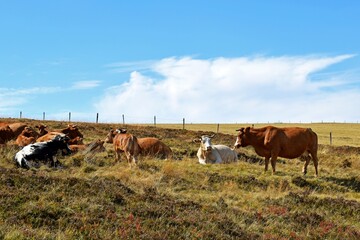 flock of cows in mountain pasture