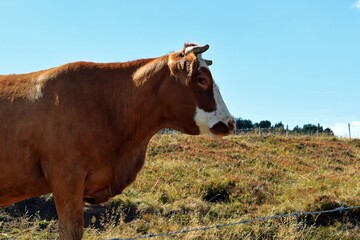 Fototapeta na wymiar portrait of cow in mountain pasture