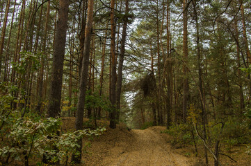 path in the woods