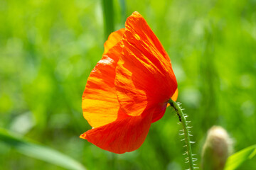 Fototapeta premium Red wild poppy flower growing in summer field side view, softt selective focus