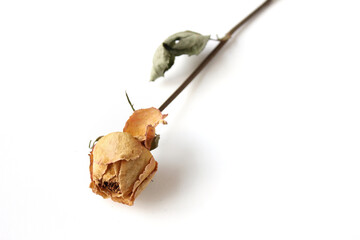 dried yellow rose flower isolated on white background