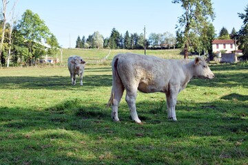 Obraz premium portrait of charolais veal in pasture