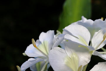 ハナシュクシャ